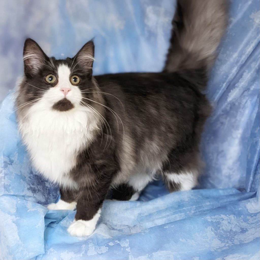 今後のプラン（ノルウェージャンフォレストキャット）