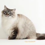 お引越し・キャッテリーの猫たち　Azureblue Edward （サイベリアン・ネヴァマスカレード）