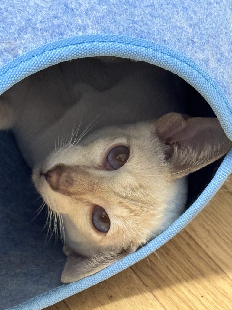 サイベリアン（ネヴァマスカレード）とサイアミーズ（シャム猫）のキャッテリーです。