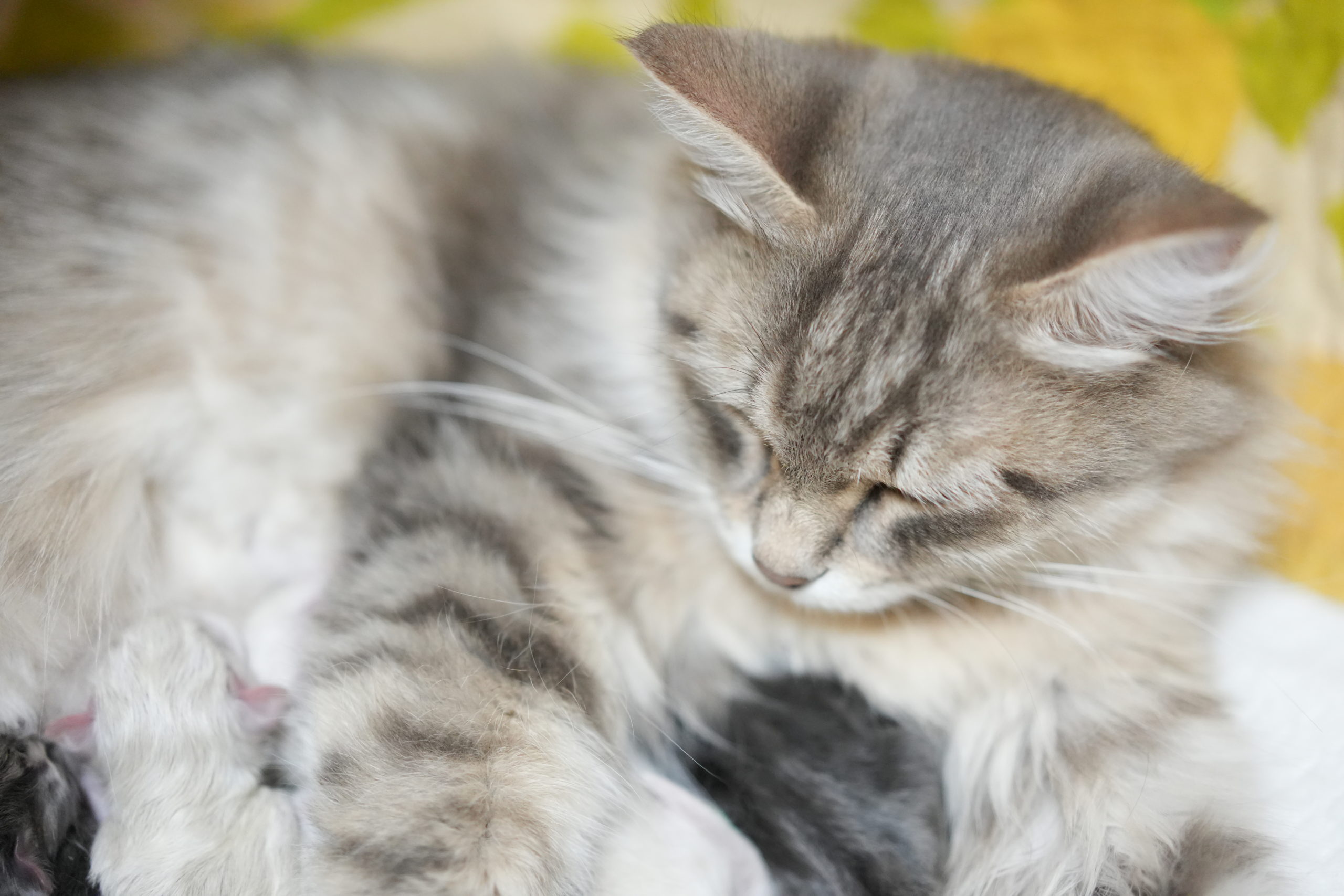 11月14日サイベリアン・ネヴァマスカレードの子猫が生まれました。