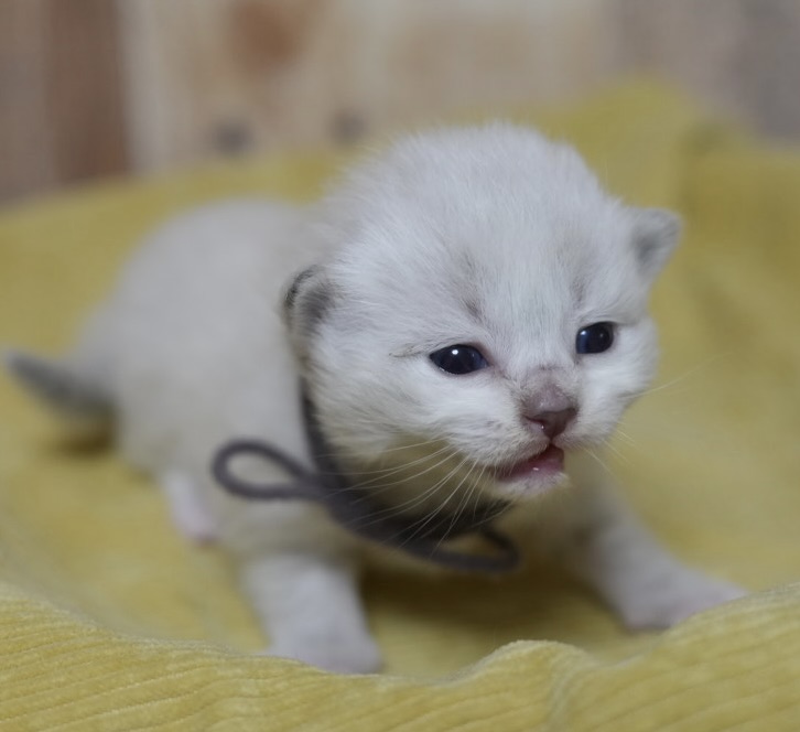 11月14日生まれのサイベリアン・ネヴァマスカレードの子猫たち