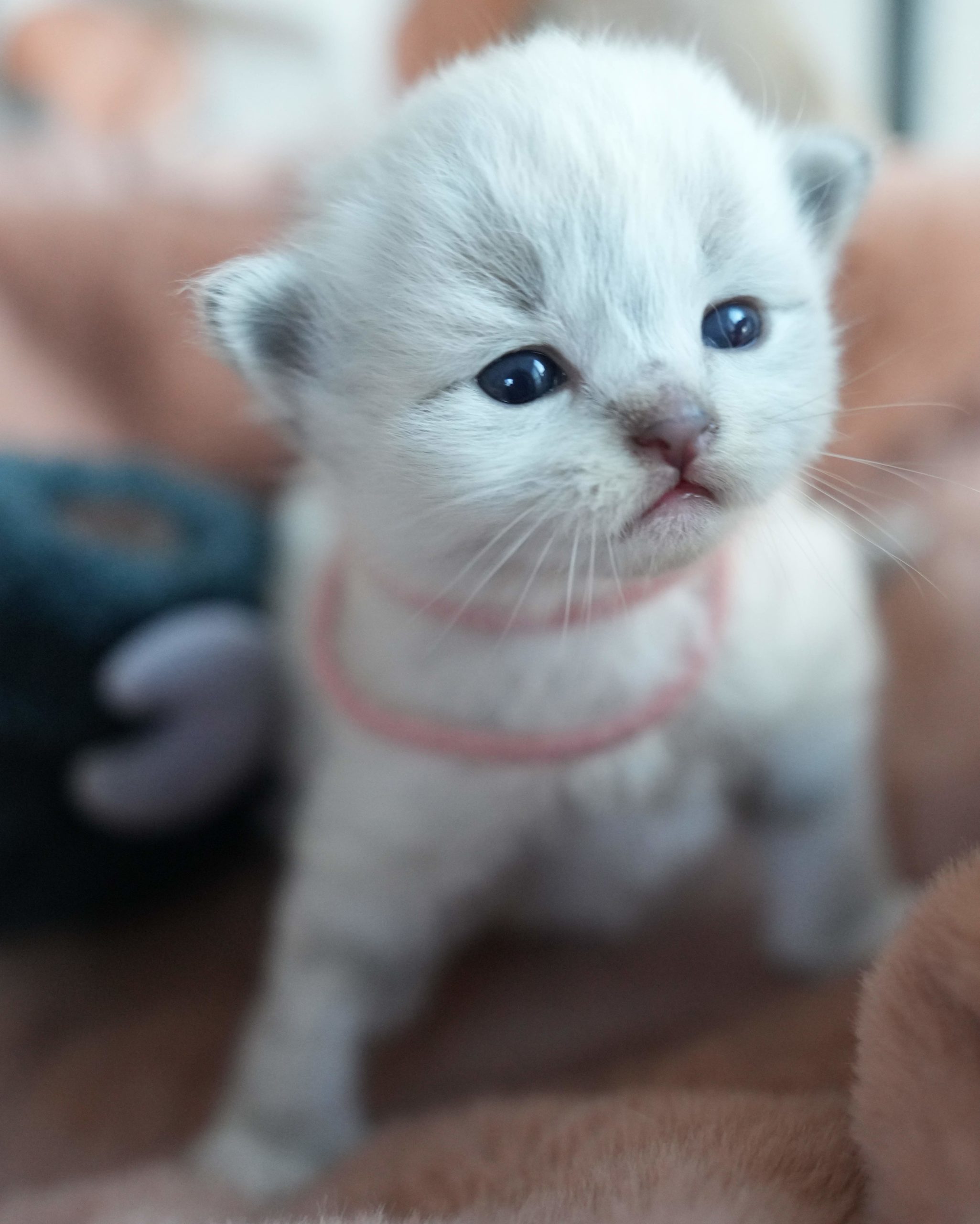 11月14日生まれサイベリアン・ネヴァマスカレードの子猫たち　お目目があきました。　オーナーさん募集中です。