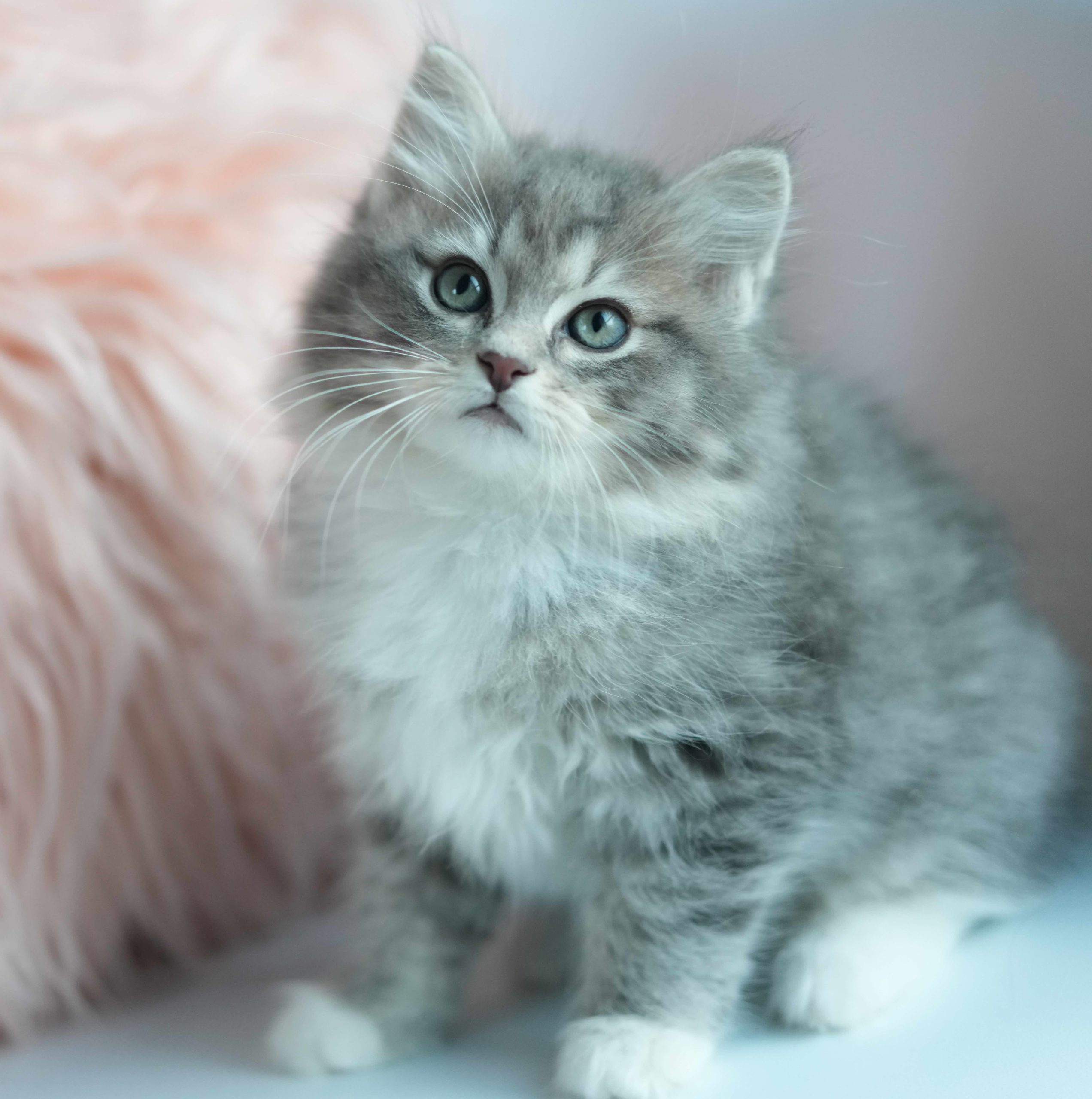 11月14日生まれのサイベリアン・ネヴァマスカレードの子猫たち　ブルーマッカレルタビーアンドホワイトの男の子　オーナーさん決定しました。