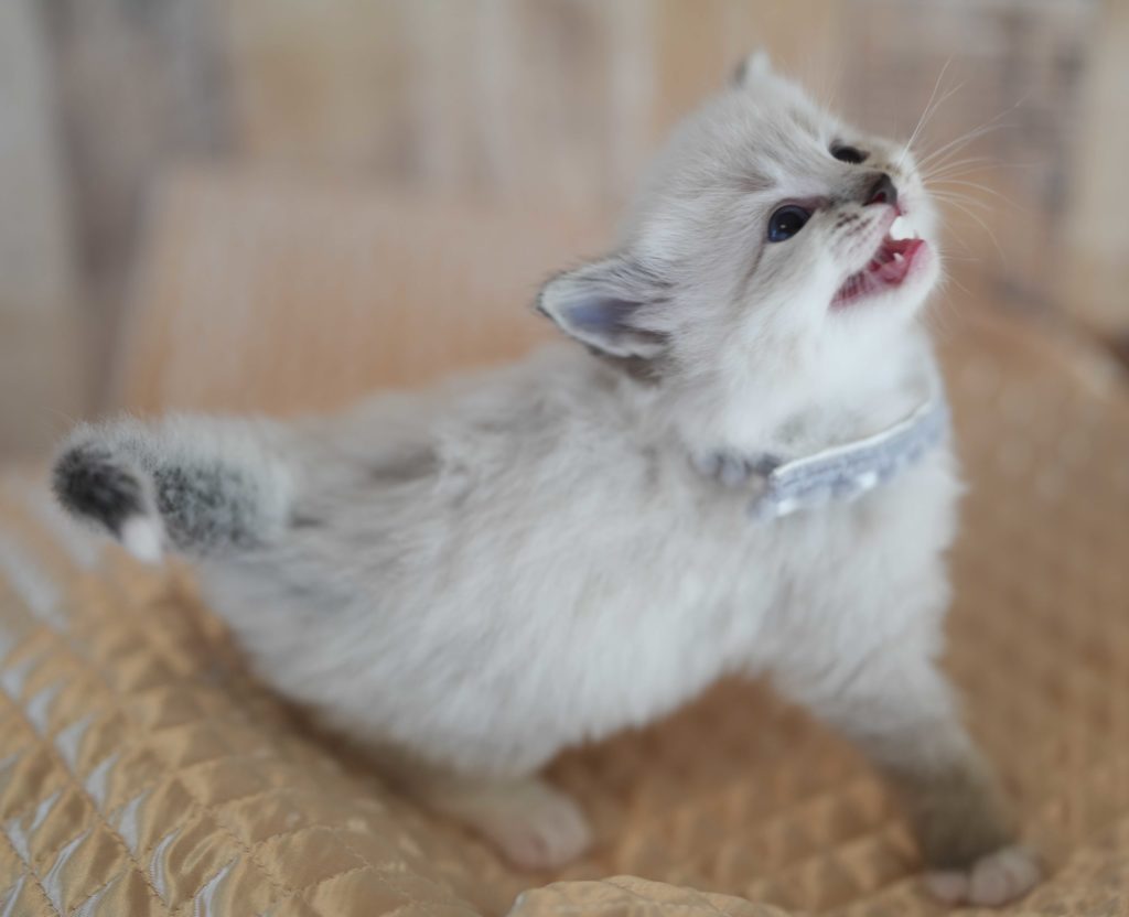 2023年6月13日生まれのネヴァマスカレードたち　オーナーさん募集中（サイベリアン）