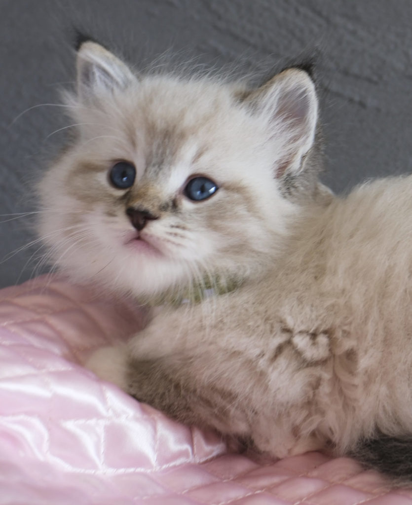 2023年6月13日生まれのネヴァマスカレードたち②　オーナーさん募集中（サイベリアン）