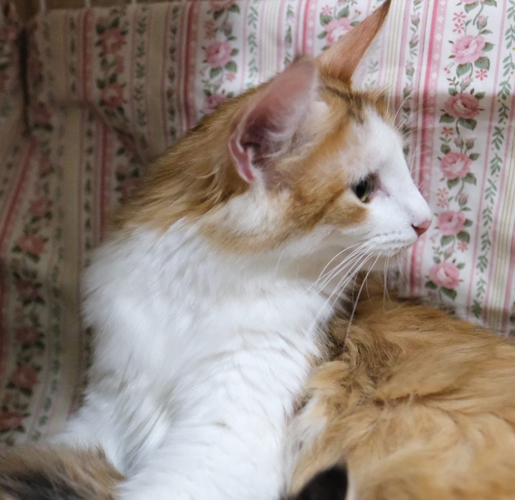 2023年7月18日にノルウェージャンのユフィちゃんが出産しました。オーナーさん募集中です。アンバーノルウェージャン