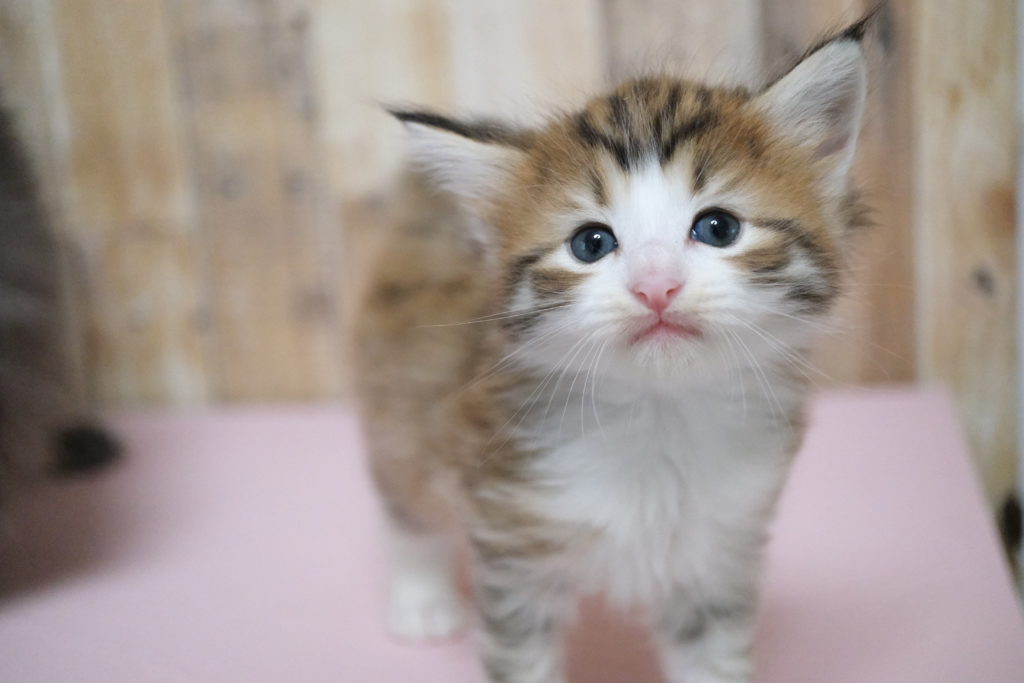 2023年7月18日生まれのノルウェージャンフォレストキャット　オーナーさん決定しました。