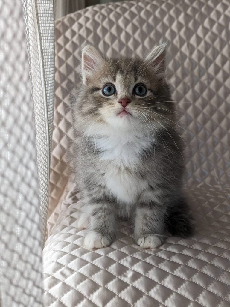 2023年7月23日生まれのサイベリアン　ブルータビーのサイベリアンたち　オーナーさん決定しました。