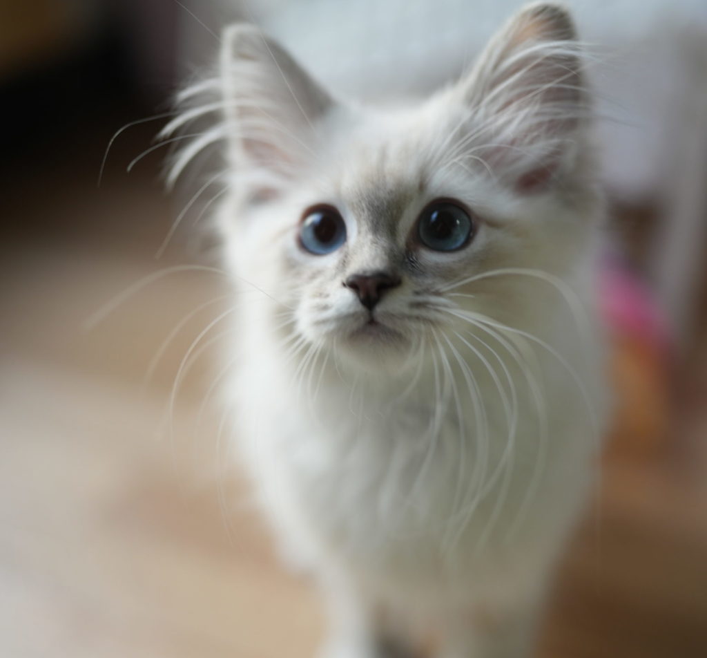 2023年6月13日生まれのネヴァマスカレードたち6  オーナーさん決定しました。