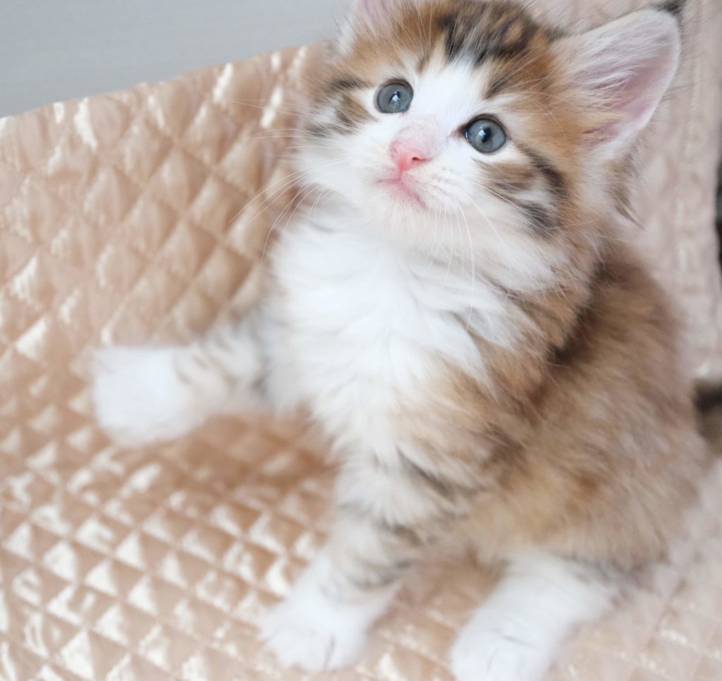 2023年7月18日生まれのノルウェージャンフォレストキャット　ブラックアンバーの男の子のノルウェージャン