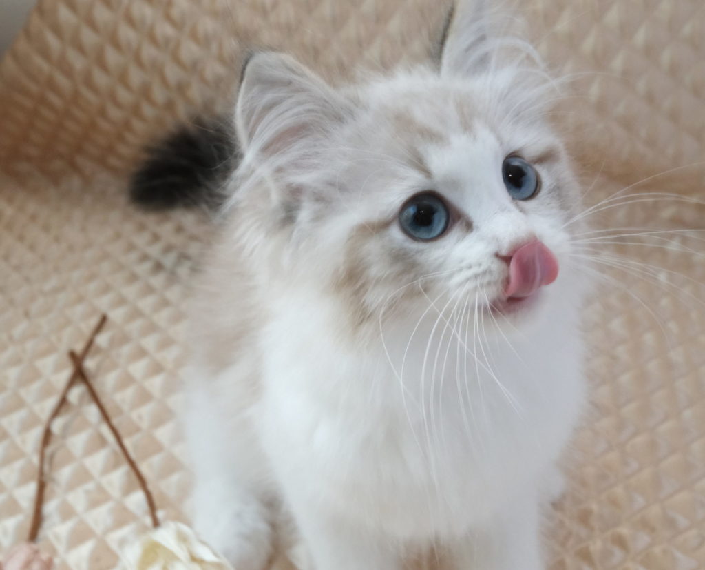 2023年6月13日生まれのネヴァマスカレードたち5　オーナーさん決定しました。（サイベリアン）