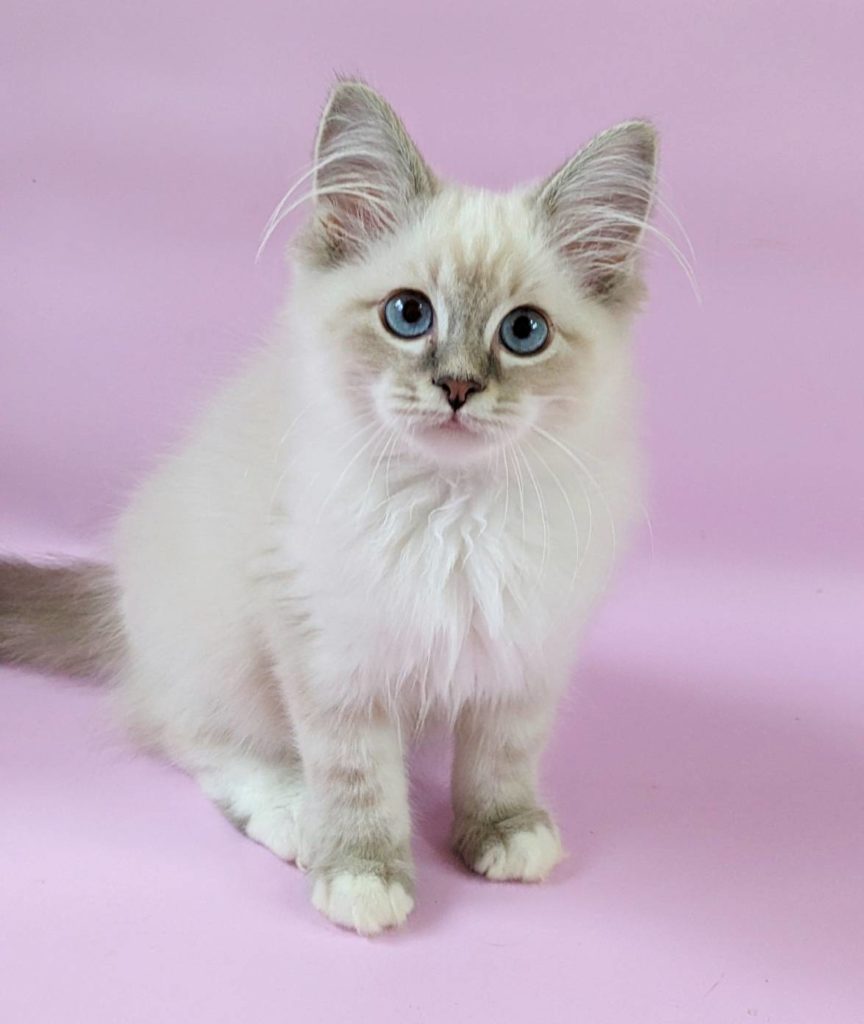 2023年6月13日生まれのネヴァマスカレードの男の子　ブルーリンクスポイントアンドホワイト　オーナーさん決定しました。