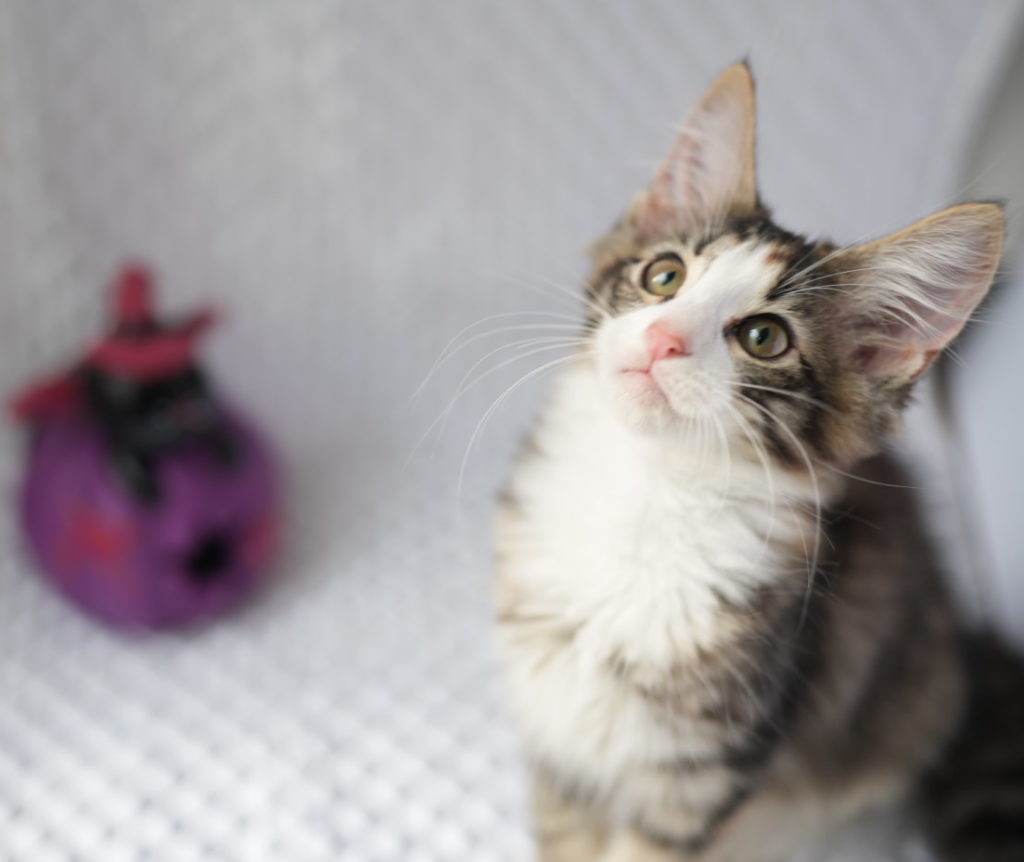 2023年7月18日生まれのノルウェージャンフォレストキャット　アンバーキャット オーナーさん決定しました。