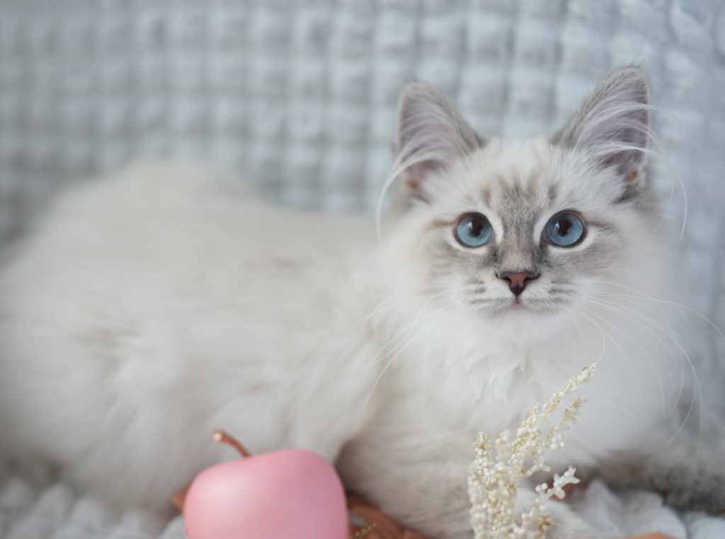 2023年6月13日生まれのネヴァマスカレードの男の子　おっとりくん　オーナーさん決定しました。
