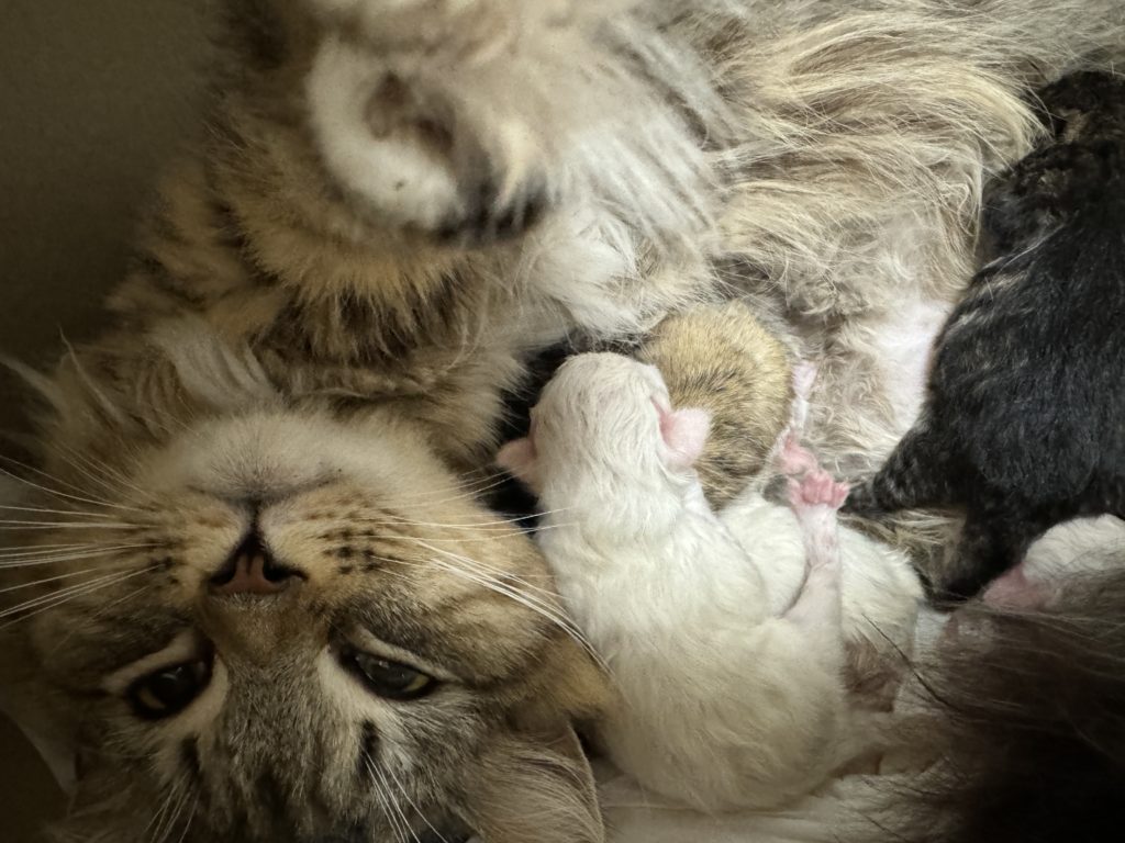 2024年2月13日にサイベリアンのヒルダさんが出産しました。（サイベリアン、ネヴァマスカレード）