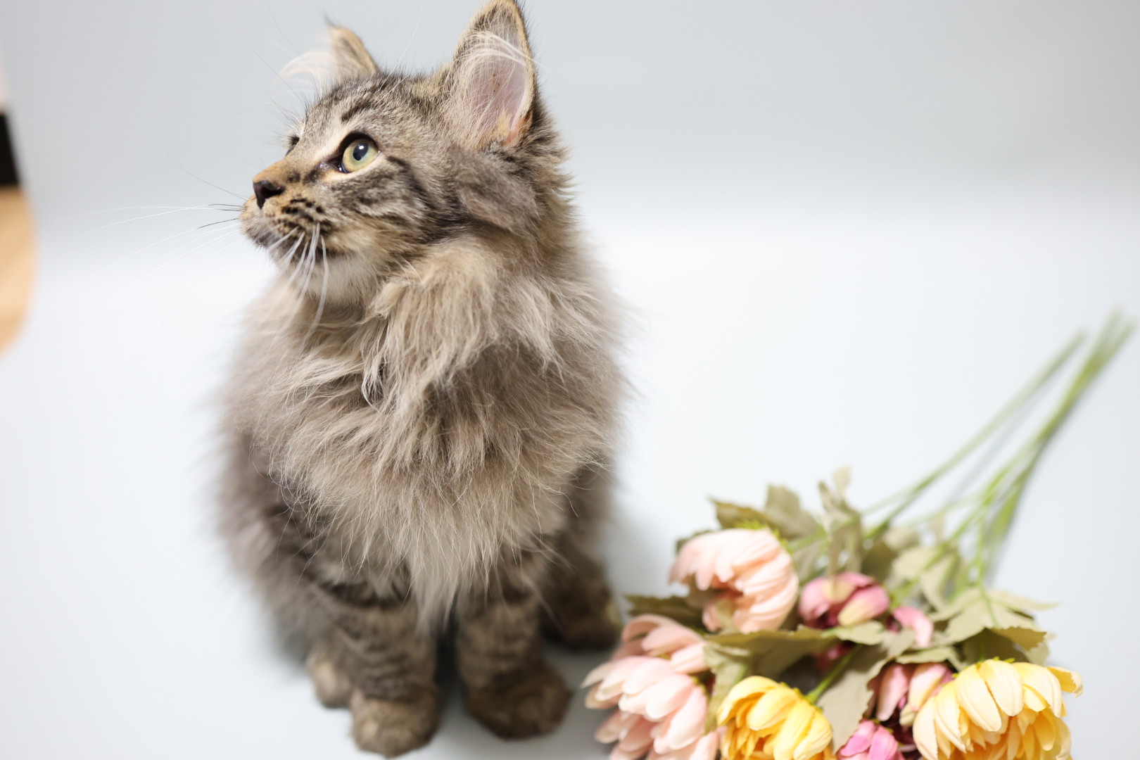 サイベリアンとネヴァマスカレード（男の子）2024年6月29日更新　オーナーさん決定しました。