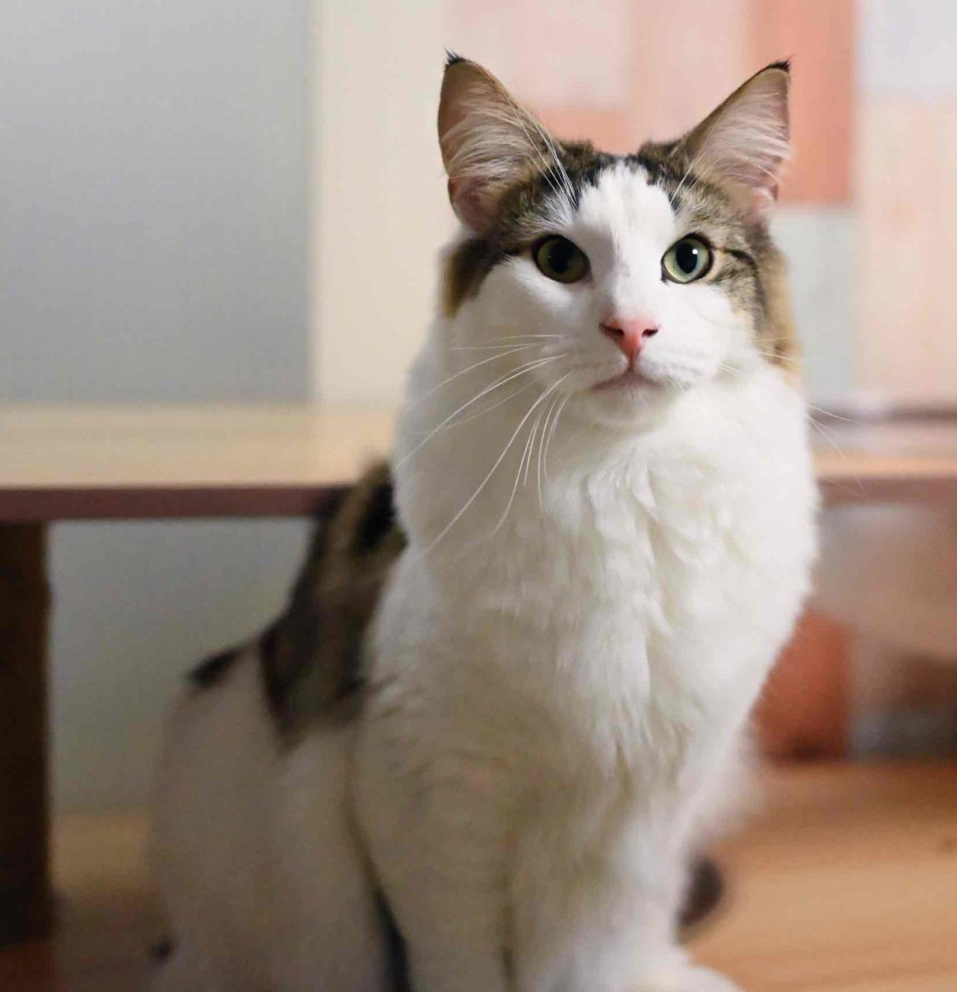 オーナーさんきまりましたノルウェージャンフォレストキャット１歳です。（去勢済み）