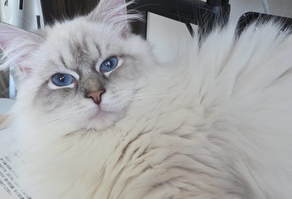 里親さん決定しました。（訳ありくん）ネヴァマスカレードの男の子（1歳）去勢済