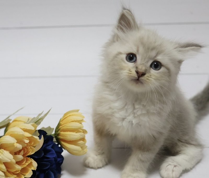 2025年5月30日生まれのネヴァマスカレード　オーナーさん決定しました。