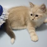 2025年5月30日生まれのネヴァマスカレードの男の子　オーナーさん決定しました。