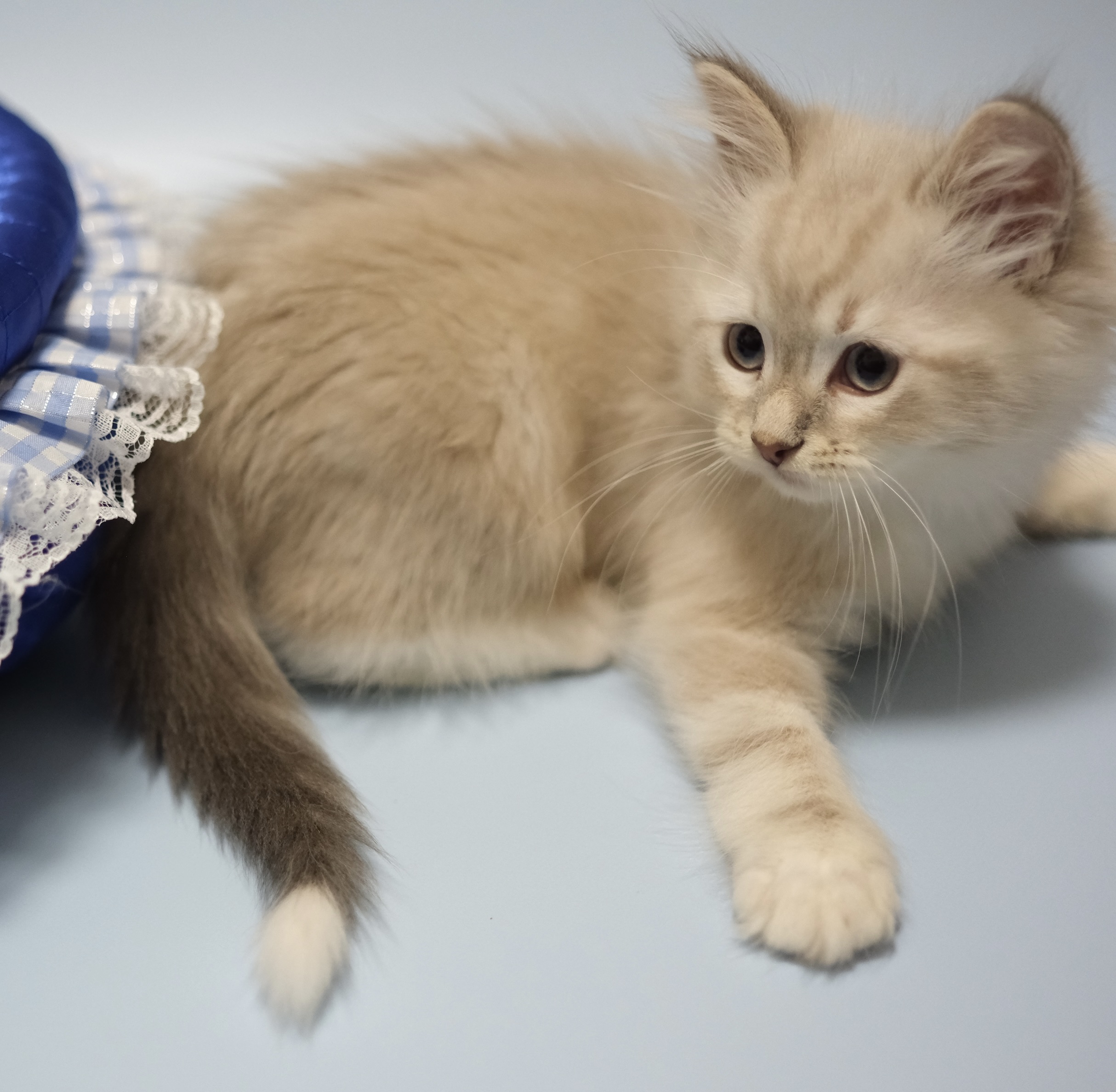 2025年5月30日生まれのネヴァマスカレードの男の子　オーナーさん決定しました。