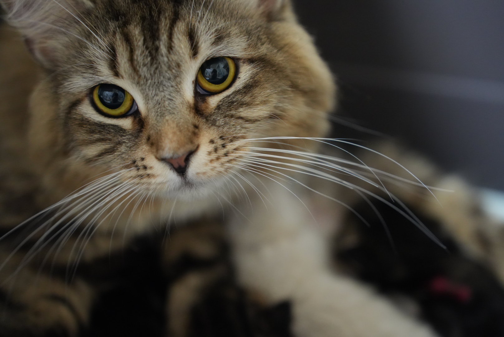 2025年8月23日生まれのサイベリアン、ネヴァマスカレードたち