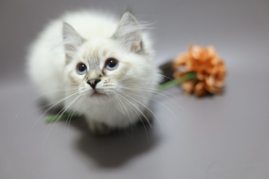 2025年8月23日生まれのネヴァマスカレードの男の子　オリンくん　オーナーさん募集中