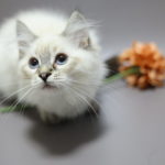 2025年8月23日生まれのネヴァマスカレードの男の子　オリンくん　オーナーさん募集中