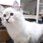 サイベリアンネヴァマスカレードの男の子　オリンくん　オーナーさん決定しました。
