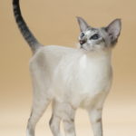 ニュージーランドから迎えたシャム猫（サイアミーズ）の「ジーナ」ちゃんを紹介します