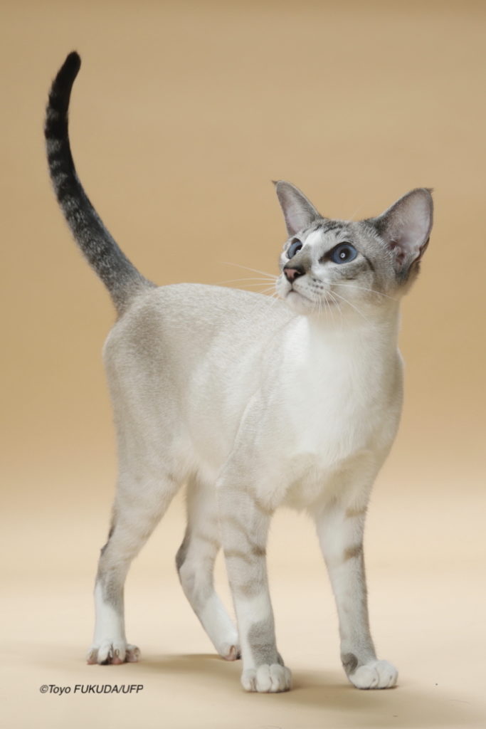 ニュージーランドから迎えたシャム猫（サイアミーズ）の「ジーナ」ちゃんを紹介します