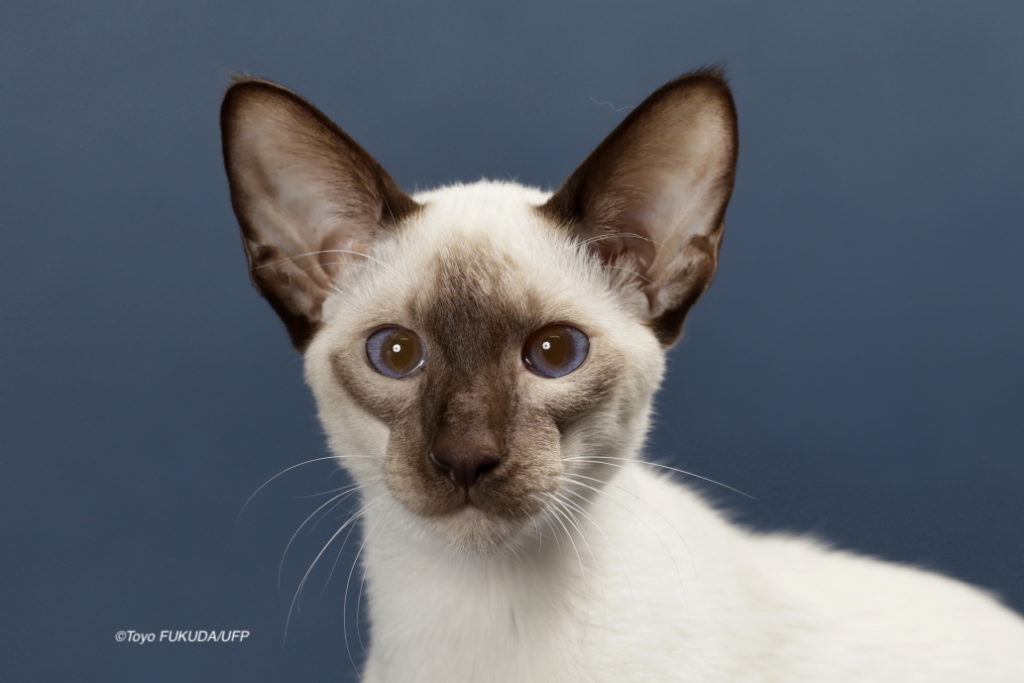 サイアミーズ（シャム猫）の赤ちゃん、生まれました。