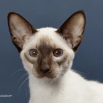 サイアミーズ（シャム猫）の赤ちゃん、生まれました。