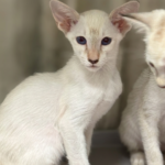 両親ニュージーランド生まれのシャムベイビー（2025/12/27生まれ）