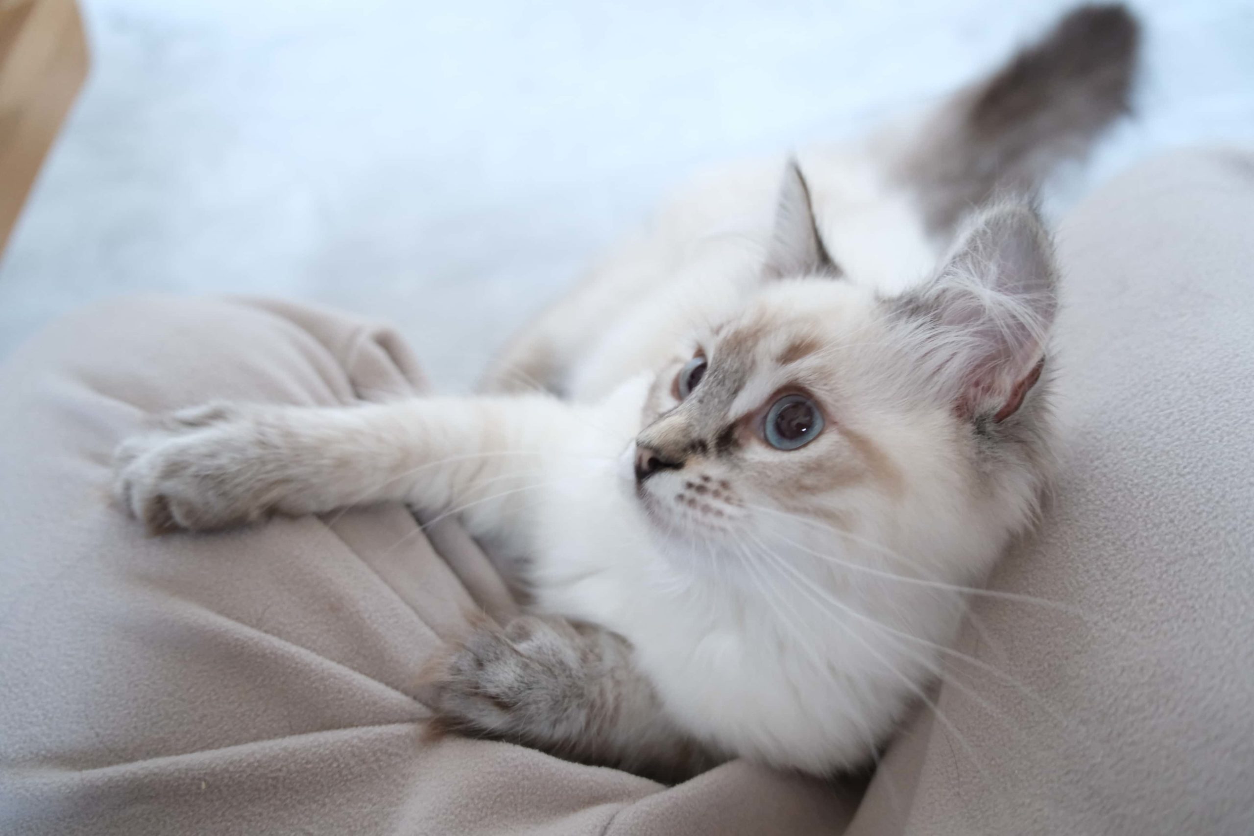 サイベリアン　ネヴァマスカレード　男の子二匹オーナー様決定しました。　2025年8月生まれ