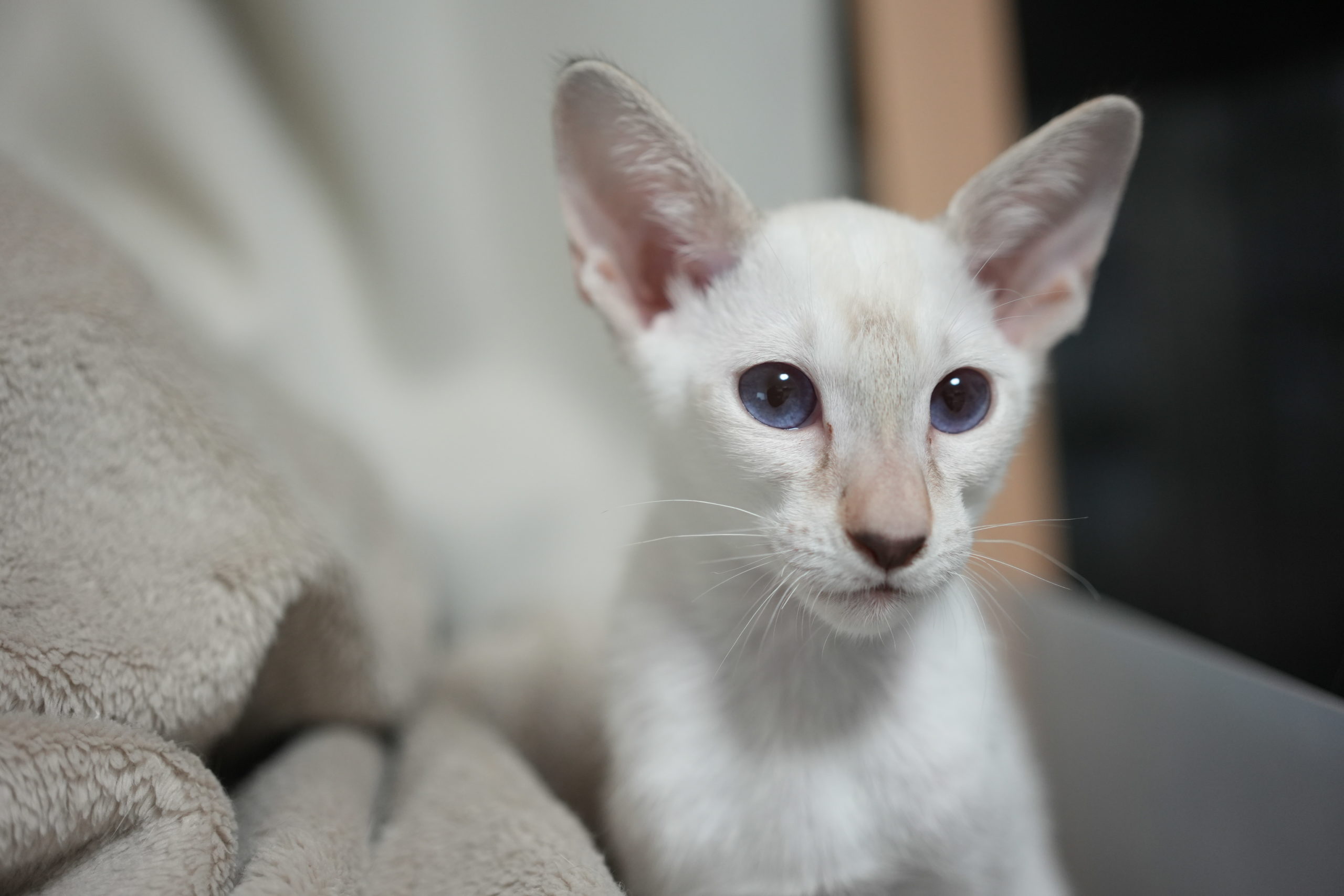 シャムの子猫　生後3ヶ月を超えました。オーナー様募集中